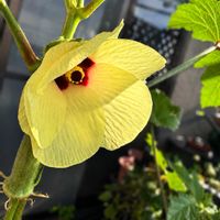 オクラ,オクラ,バジル,ニンニク,オクラの花の画像
