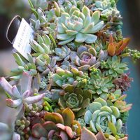 パールフォンニュルンベルグ,多肉植物,育てやすい多肉植物,多肉植物寄せ植え,多肉棚の画像