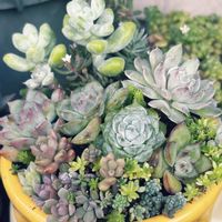 多肉植物,多肉寄せ植えの画像