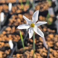 スイセン,球根,球根植物,花のある暮らし,園芸男子の画像