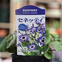 セネッティ,サントリー フラワーズ,グリーンプラザ山長の画像