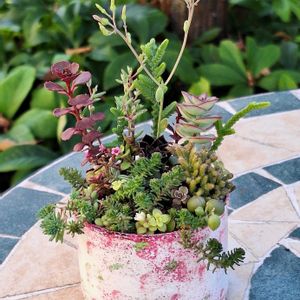 しじみ蝶錦,シジミチョウ錦,多肉植物,リメ缶・リメ鉢,多肉植物の寄せ植え♡の画像