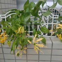 グロリオサの画像