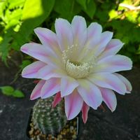 サボテン,花サボテン,多肉植物,サボテンの花,花のある暮らしの画像