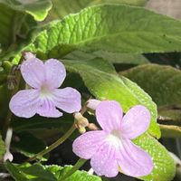 ストレプトカーパス,鉢植え,ネコ好き,ピンクの花,花のある暮らしの画像