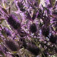 ダリア,花手毬,穏やかな１日,アレンジ,秋の気配の画像