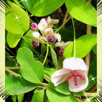 アケビ,カンナ,あけびの実,アケビの花,カンナ　ダーバンの画像