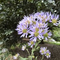 シオン,シオン,デンマークカクタス,昭和記念公園,今日のお花の画像