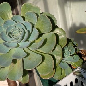 七福神,多肉植物,葉挿し,多肉寄せ植え,実生苗の画像