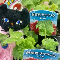 サクラソウ,耐寒性サクラソウ,耐寒性宿根草,ありがとう♡,放ったらかし隊の画像