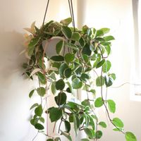 ホヤ・カルノーサ,観葉植物,ホヤ,グリーンインテリア,成長記録の画像