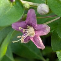 クコ,クコ,枸杞（クコ）の花,枸杞（クコ）の花,モコの散歩道の画像