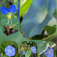 アサガオ,セイヨウニンジンボク,ツユクサ,トラデスカンチア,マツバボタンの画像
