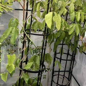 ヒスイカズラ,鉢植え,カット苗,ヒスイカズラ属,ヒスイカズラ鉢植えの画像