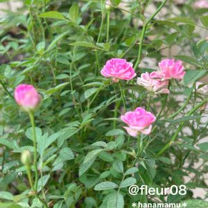 バラ,ミニバラ,ワンダーファイブ,花のある暮らし,姫バラ ワンダーファイブの画像