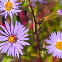 シオン,シオン(紫苑),お花,今日の花,今日のお花の画像