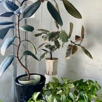 ポトス,フィカス ルビー,フィカス バーガンディ,観葉植物,曲げ木の画像