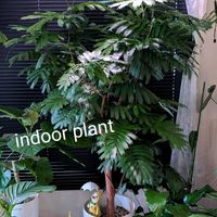 エバーフレッシュ,観葉植物の画像