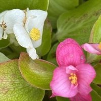エンジェルストランペット,キク,ベゴニア,小さな庭の画像