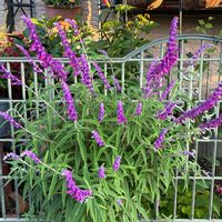 ムラサキシキブ,アメジストセージ,華金剛の大輪種ダリア,クレマチスダイアナ♡,青紫の花の画像