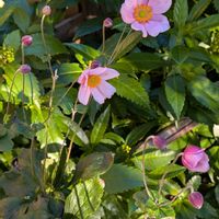 シオン,シュウメイギク,宿根草,鉢植え,ガーデニングの画像