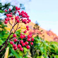 ナナカマド,登山,赤い実,花のある暮らし,緑のある暮らしの画像