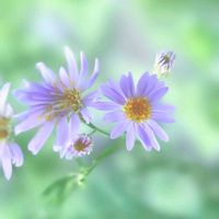 シオン,シオン,シオン(紫苑),山野草,紫の花の画像
