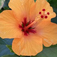 ハイビスカス,ヒイラギナンテン,斑入りランタナ,花のある暮らし,茶の花の画像