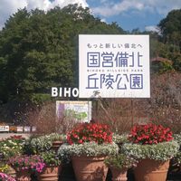 アメリカンブルー,アメリカンブルー,ペチュニア,ペチュニア,ペチュニアの画像