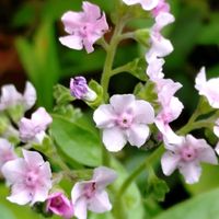 シノグロッサム,イランイラン,イランイランの花の画像