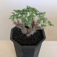 ペラルゴニウム,ペラルゴニウム ヒストリクス,ペラルゴニウム ヒストリクス,塊根植物,ペラルゴニウム属の画像