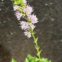 ミント,こぼれ種,庭の宿根草,ど根性,花と暮らすの画像