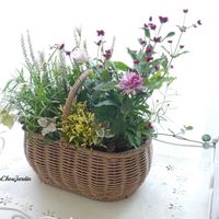 カルーナ,アルテルナンテラ,トルコギキョウ,寄せ植え,ガーデニングの画像