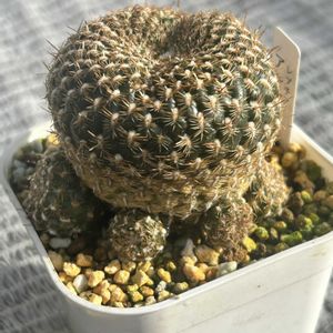 ガーデニング,ウッドデッキ,多肉ジャングル,ベビーラッシュ♡,秋の寄せ植え☘️の画像