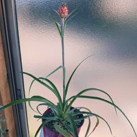 パイナップル,その他エクステリアの画像