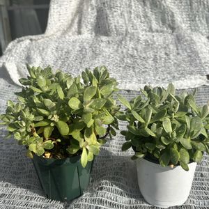 ガーデニング,ウッドデッキ,多肉ジャングル,秋の寄せ植え☘️,緑が鮮やかの画像