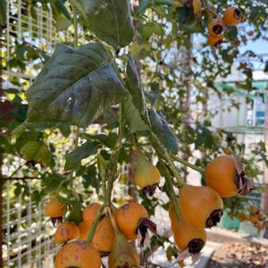 バラ,バラ,バラ,芝生,バラの実、の画像