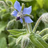 ボリジ,花のある暮らし,繋がりに感謝✨,青い花マニア,植物が大好きの画像