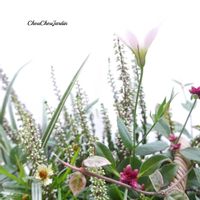 アルテルナンテラ,トルコギキョウ,寄せ植え,ガーデニング,寄せ植えオーダーの画像