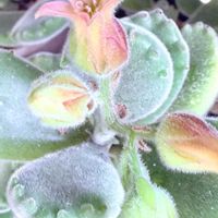 熊童子,可愛い〜♡,多肉植物の花,花のある暮らしの画像