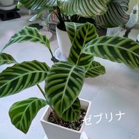 カラテア,ゼブリナ,観葉植物の画像