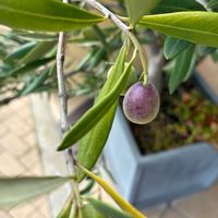 オリーブ,鉢植え,果実,お出掛け先の画像