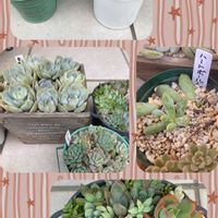 白牡丹,プロリフィカ,ロータス,クリッシーNライアン,多肉寄せ植えの画像
