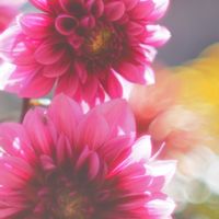 ダリア,花のある暮らし,私のお気に入り,オールドレンズ,一眼レフ撮影の画像