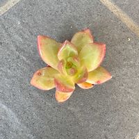 黄麗の画像