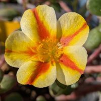 寄植え,ハンギング,小さな庭,玄関アプローチ,庭の画像