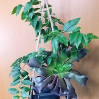 カシミアバイオレット,ジャボチカバ,実生 ジャボチカバの画像