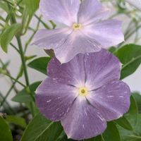 花のある暮らし,青い花マニア,美しく青きドヨウ,おうち園芸,チーム・ブルーの画像