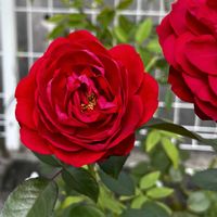 バラ  ディープ・ボルドー,花のある暮らし,私の庭,ばら バラ 薔薇,Wannabe Rosarianの画像