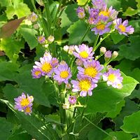 シオン,シオン(紫苑),紫苑（シオン）,秋の花,我が家の畑の画像